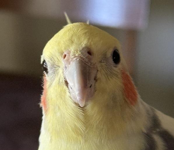 A grey cockatiel with bright orange cheek patches and a raised yellow crest